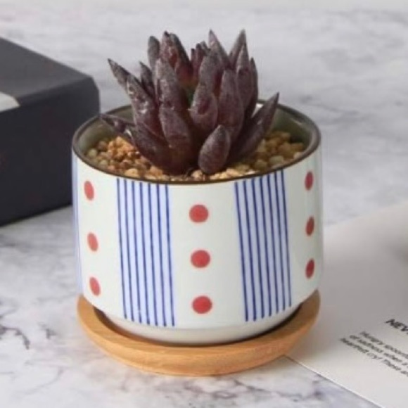 Glazed Ceramic Succulent Planter Pot - Picture 5 of 10